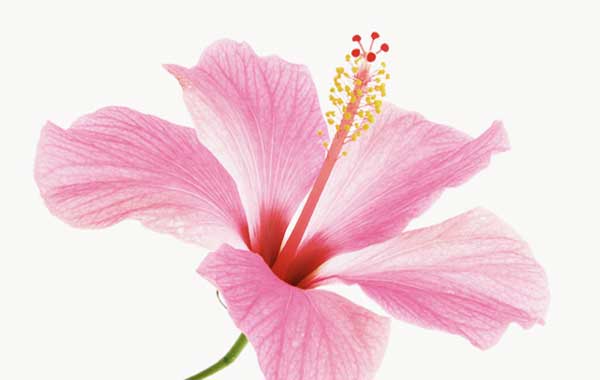 گل هیبیکوس